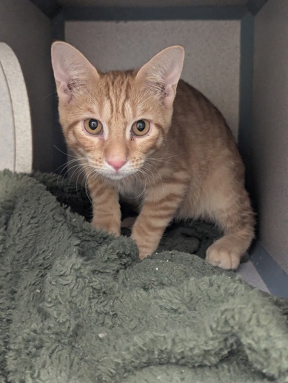 LEO - I AM AT PETSMART NORTHBOROUGH - Domestic Shorthair / Mix available for adoption