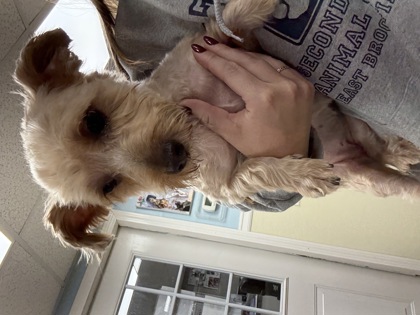BELLA SARA - Yorkshire Terrier / Mix available for adoption
