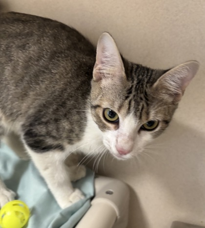 BILLY THE KITTY - I AM AT PETSMART NORTHBOROUGH - Domestic Shorthair / Mix available for adoption