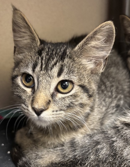 MRS. DOUBTFIRE - I AM AT PETSMART FRAMINGHAM - Domestic Shorthair / Mix available for adoption