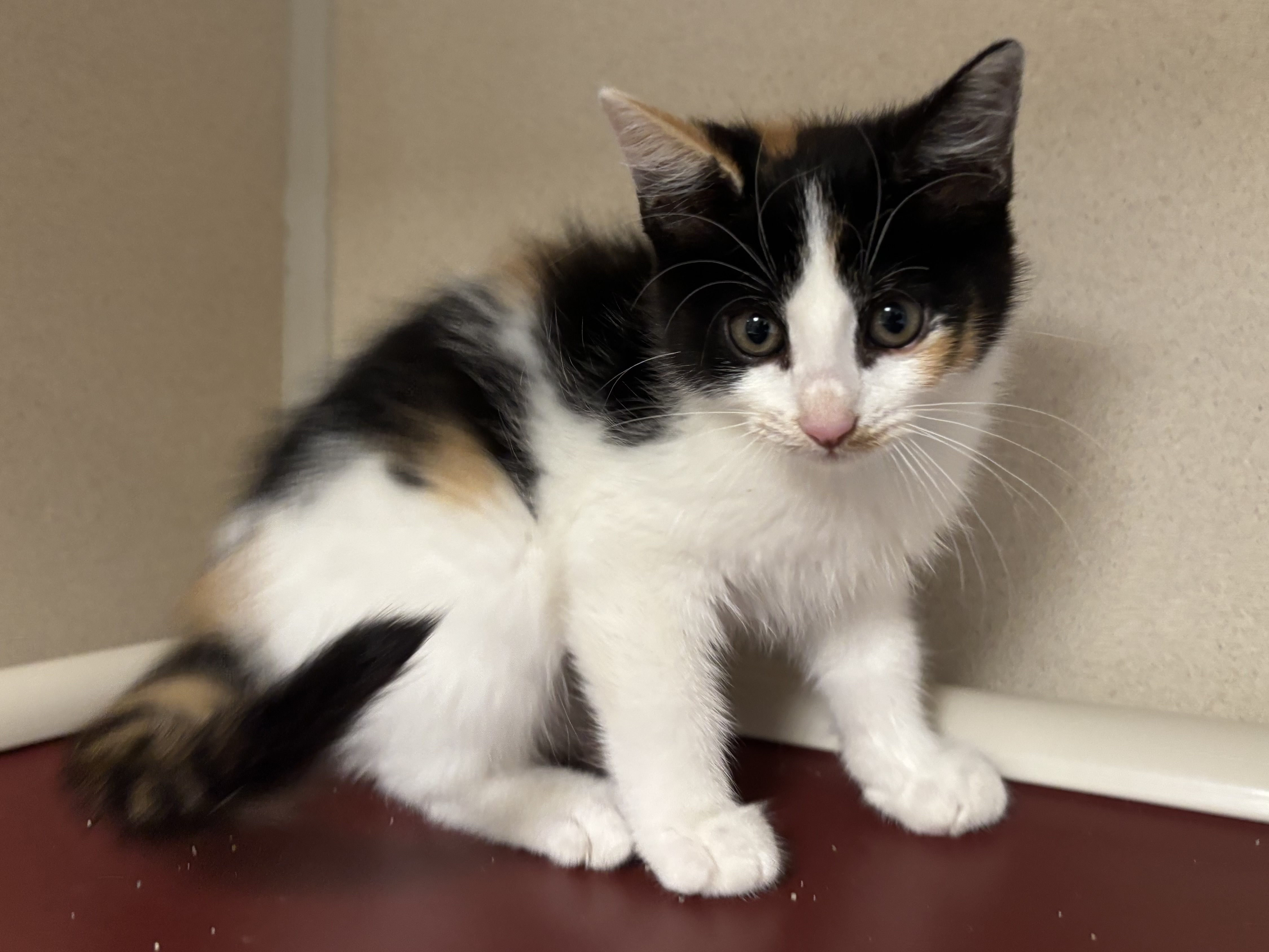NINE - I AM AT PETSMART NORTHBOROUGH - Domestic Shorthair / Mix available for adoption