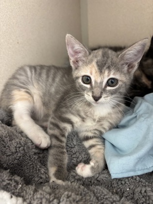 WINIFRED - I AM AT PETSMART NORTHBOROUGH - Domestic Shorthair / Mix available for adoption
