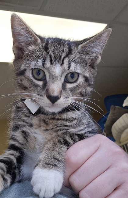 FLANNEL - I AM AT PETSMART NORTHBOROUGH - Domestic Shorthair / Mix available for adoption