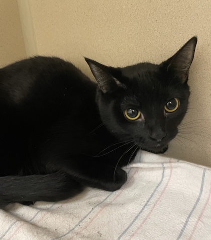 ROSIE( FKA SP) - Domestic Shorthair / Mix available for adoption