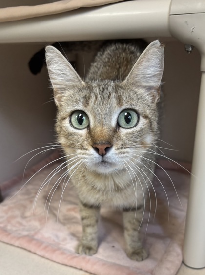SUNNY - I AM AT PETSMART NORTHBOROUGH