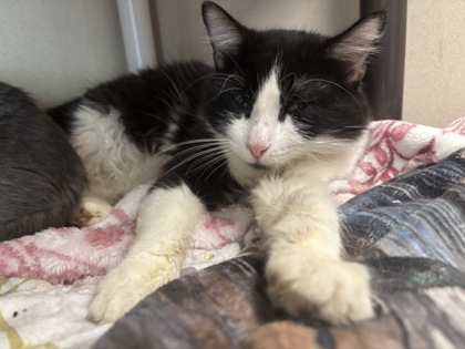 CHOCTAW - I AM AT PETSMART FRAMINGHAM - Domestic Longhair / Mix available for adoption