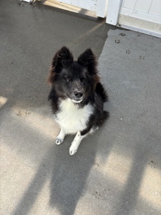 MOWGLI - Samoyed / Siberian Husky available for adoption