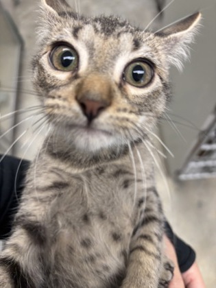 BOOMER - I AM AT PETSMART NORTHBOROUGH - Domestic Shorthair / Mix available for adoption