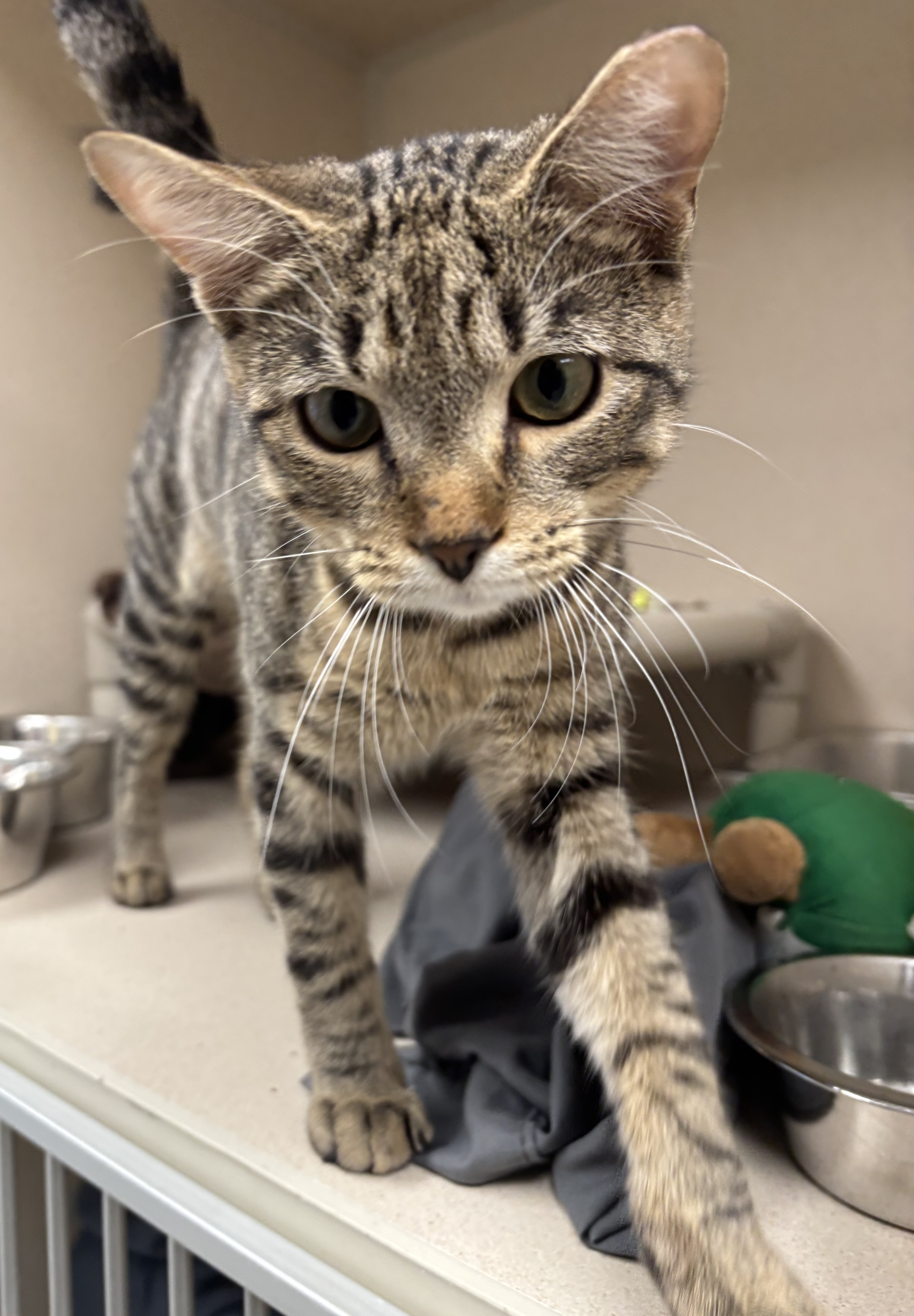 BUSTER - I AM AT PETSMART FRAMINGHAM - Domestic Shorthair / Mix available for adoption