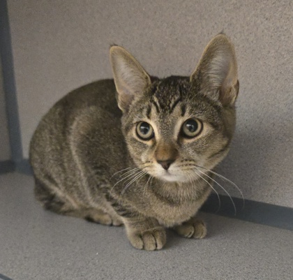 APPLE - I AM AT PETSMART NORTHBOROUGH - Domestic Shorthair / Mix available for adoption