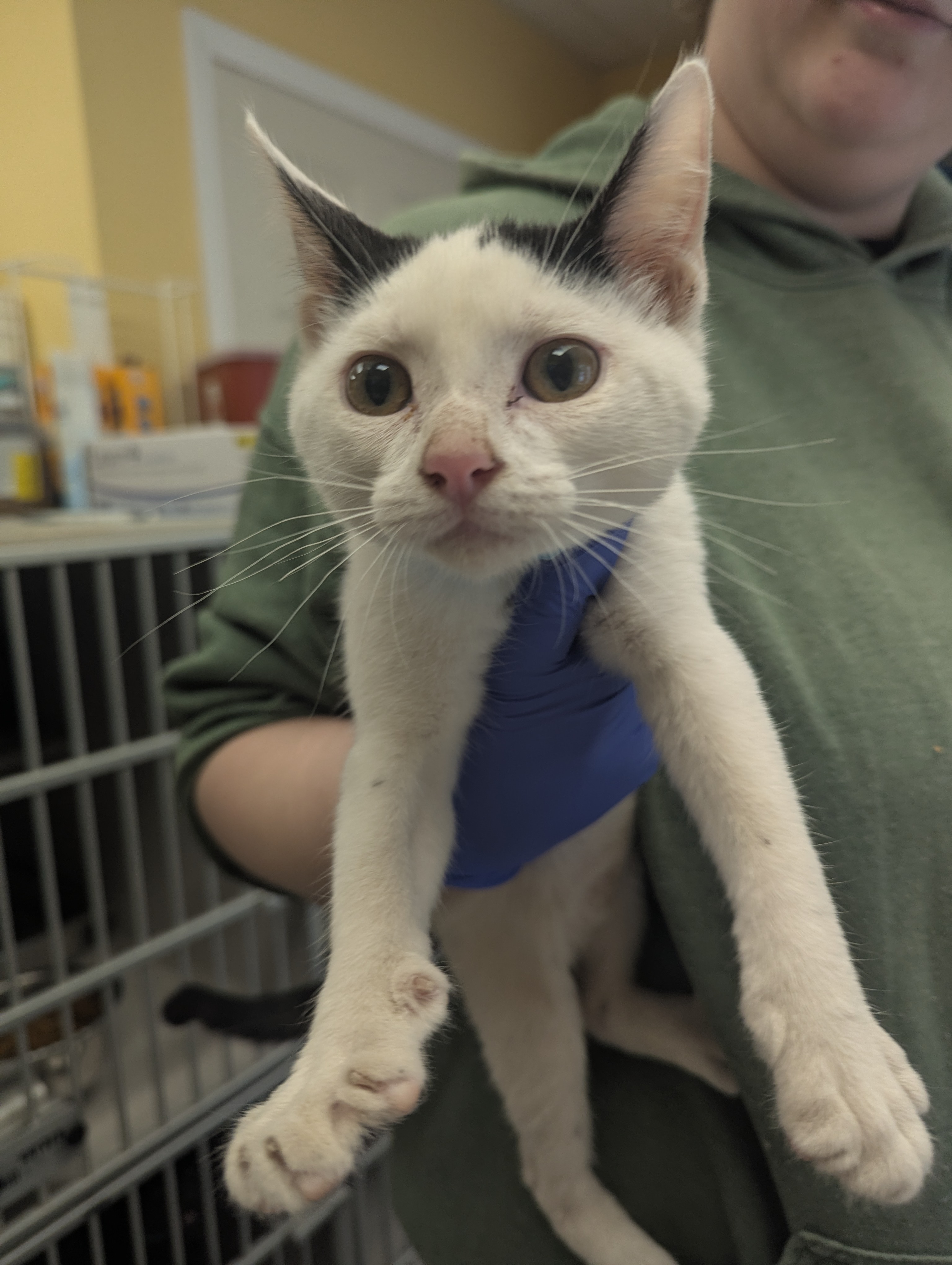 CASPER - I AM AT PETSMART FRAMINGHAM - Domestic Shorthair / Mix available for adoption