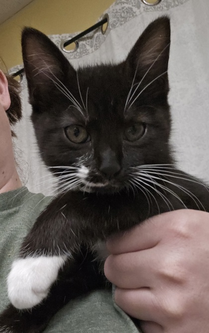 ISLA - I AM AT PETSMART FRAMINGHAM - Domestic Shorthair / Mix available for adoption