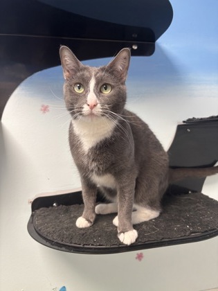 LUNA - Domestic Shorthair / Mix available for adoption