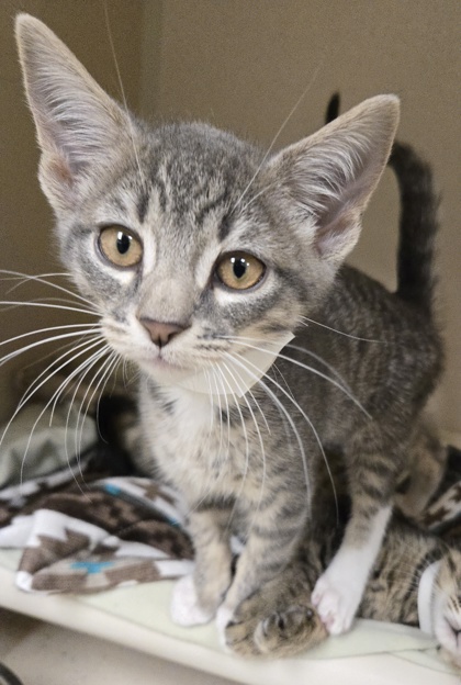 SHANE - I AM AT PETSMART FRAMINGHAM - Domestic Shorthair / Mix available for adoption