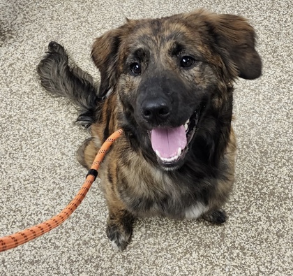 VADA - Mixed Breed, Large (over 44 lbs fully grown) / Mix for adoption in Worcester