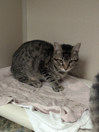 JESSIE - I AM AT PETSMART FRAMINGHAM - Domestic Shorthair / Mix available for adoption