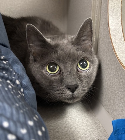 KIWI - Domestic Shorthair / Mix for adoption in Worcester