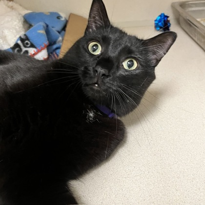ODIN - Domestic Shorthair / Mix for adoption in Worcester