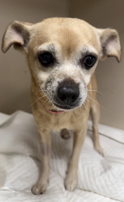 PRISCILLA (PRISSY) - Short Coat Chihuahua / Mix available for adoption