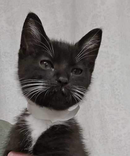 BOWIE - I AM AT PETSMART FRAMINGHAM - Domestic Shorthair / Mix available for adoption