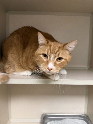 SIMBA/ NALA BONDED - Domestic Shorthair / Mix for adoption in Worcester