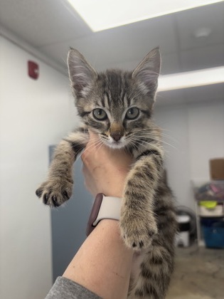 ALBUS - I AM AT PETSMART NORTHBOROUGH
