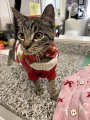 BARREL - Domestic Shorthair / Mix available for adoption