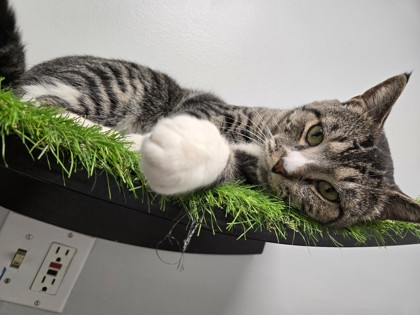 SAVAGE- WORK SHOP CAT - Domestic Shorthair / Mix available for adoption