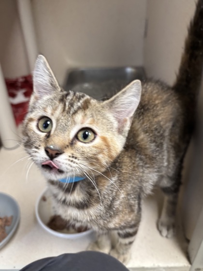 DORINDA - I AM AT PETSMART FRAMINGHAM - Domestic Shorthair / Mix available for adoption