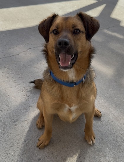 RUSTY - Australian Cattle Dog / Beagle for adoption in Worcester