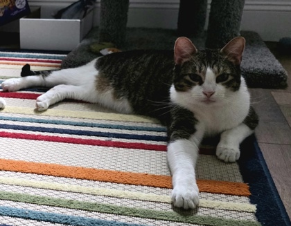 EMMET/EDWARD - BONDED PAIR - Domestic Shorthair / Mix for adoption in Worcester