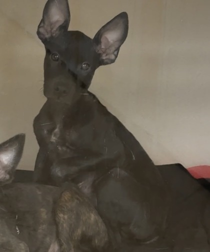 ANUBIS - Mixed Breed, Large (over 44 lbs fully grown) / Mix available for adoption