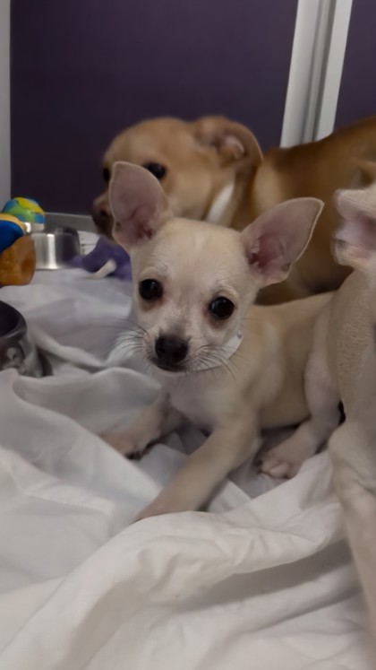 DEWEY BERTERA SUBARU WEST SPRINGFIELD (11-2PM) - Short Coat Chihuahua / Mix available for adoption