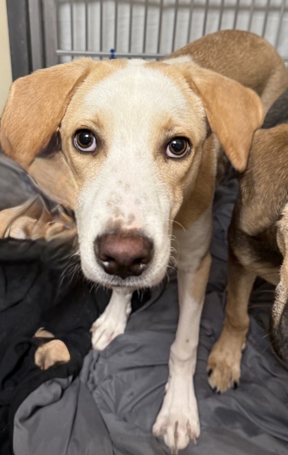 SADIE - Hound / Mix for adoption in Worcester