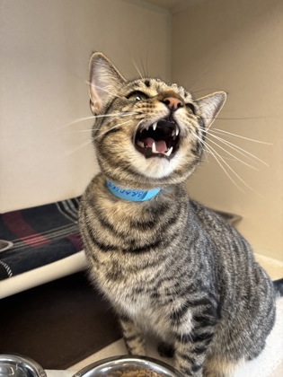 BRADLEY - I AM AT PETSMART FRAMINGHAM - Domestic Shorthair / Mix available for adoption