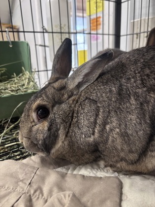 PEGGY/CLARENCE - BONDED PAIR - Rex / Rex available for adoption