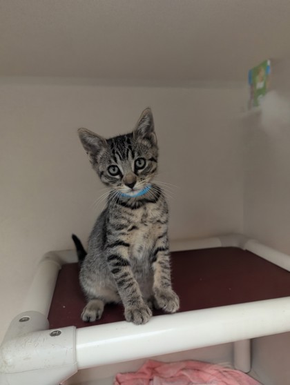 SOKKA - I AM AT PETSMART FRAMINGHAM - Domestic Shorthair / Mix available for adoption