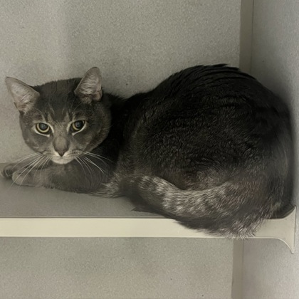 ZOBOOMAFOO - Domestic Shorthair / Mix available for adoption