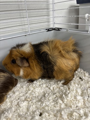 SPAGHETTIO/ CHEF BOYARDEE/ RAVIOLI - Guinea Pig / Guinea Pig available for adoption