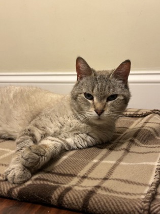 JOJO (IN FOSTER - CALL TO SCHEDULE A MEET!) - Domestic Shorthair / Mix available for adoption