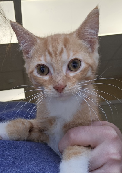 ROLD GOLD- I AM AT PETSMART NORTHBOROUGH - Domestic Shorthair / Mix available for adoption