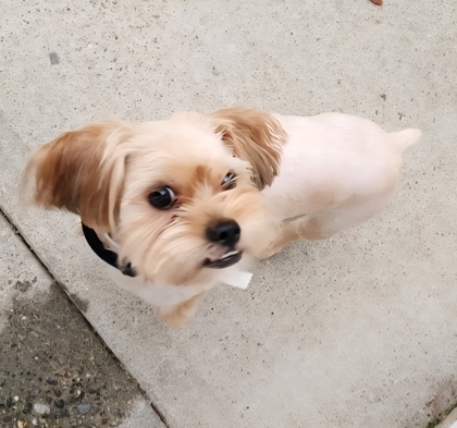 SNOOPY - Yorkshire Terrier / Shih Tzu available for adoption