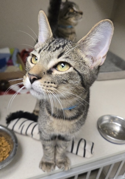 DR. FINKELSTEIN - Domestic Shorthair / Mix available for adoption