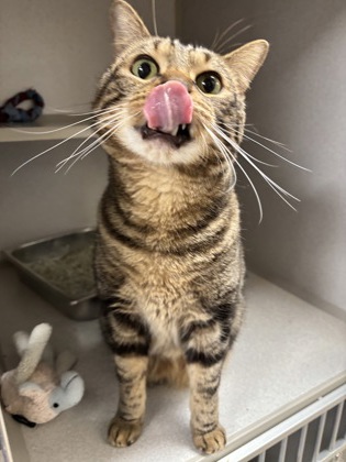 ZIMBA - OFFICE CAT - Domestic Shorthair / Mix available for adoption