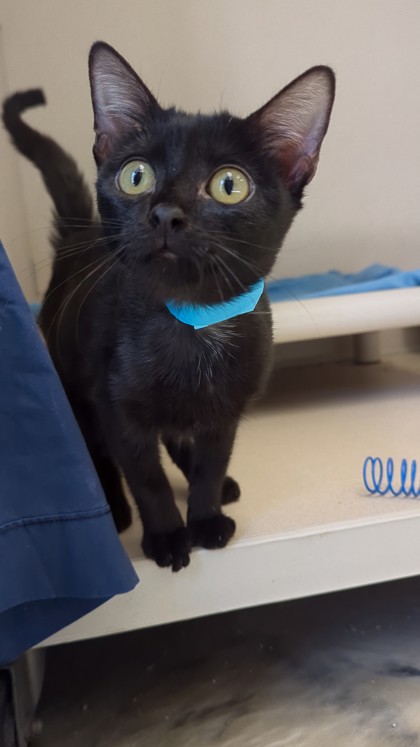 VELVET - I AM AT PETSMART NORTHBOROUGH - Domestic Shorthair / Mix available for adoption