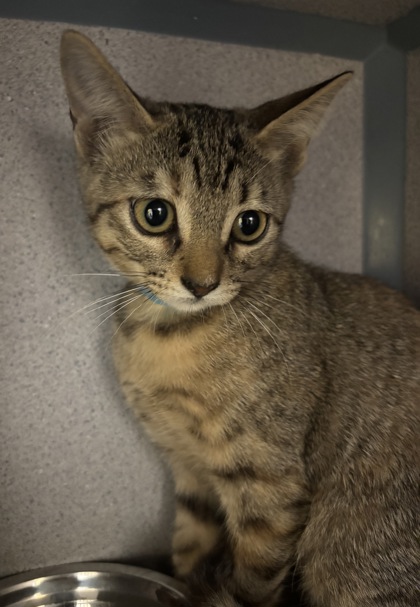 KATARA - I AM AT PETSMART NORTHBOROUGH - Domestic Shorthair / Mix available for adoption