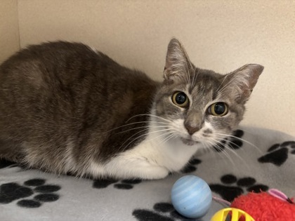 MILLY ROCK - Domestic Shorthair / Mix available for adoption