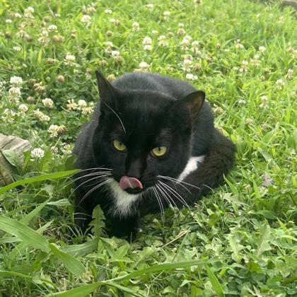 CHONG - I AM AT PETSMART FRAMINGHAM - Domestic Shorthair / Mix available for adoption