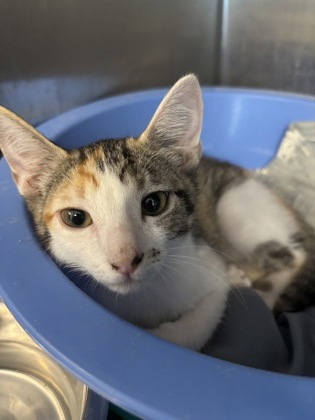 DOT - I AM AT PETSMART NORTHBOROUGH - Domestic Shorthair / Mix available for adoption