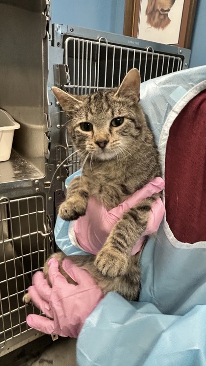 GOLIATH- I AM AT PETSMART IN NORTHBOROUGH - Domestic Shorthair / Mix available for adoption